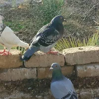 کبوتر پلاکی|پرنده|جره و بالاده, |دیوار