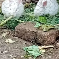 بچه خرگوش|موش و خرگوش|گرگان, |دیوار