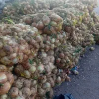 پیاز حیوانی