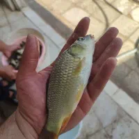 تامین بچه ماهی  و خوراک