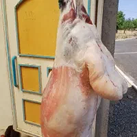 سلاخ سلاخی ذبح قصاب حرفهای گوساله گوسفند حلال|خدمات پذیرایی، مراسم|زنجان, |دیوار