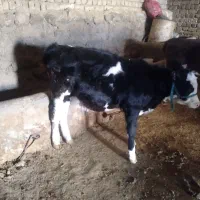 گاو و گوساله|حیوانات مزرعه|بروجرد, |دیوار