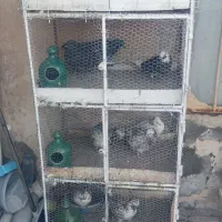 فروشقفسجفتکن.باکبوتر|لوازم جانبی حیوانات|سیرجان, |دیوار