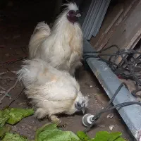 مرغ و خروس ابریشمی|حیوانات مزرعه|رشت, معلولین|دیوار