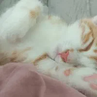 گربه نارنجی