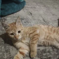 واگذاری گربه|گربه|کهریزک, |دیوار