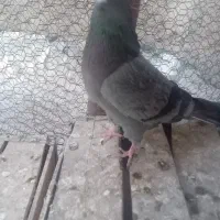 کفتر پرند|پرنده|سپیدان, |دیوار