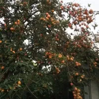 خرمالو درشت|عمده‌فروشی|لشت نشا, |دیوار