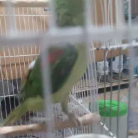 شاه طوطی و پایین اپل گیرینچیک