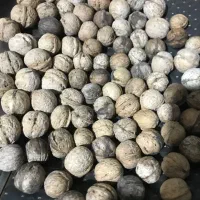 گردو خشک و درشت