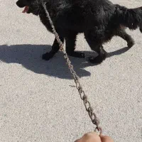 سگ هاسکی|سگ|رفسنجان, |دیوار