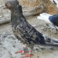 کفتر پرشی و رنگی|پرنده|قم, شاه ابراهیم|دیوار