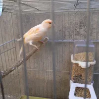 قناری ماده یک ساله|پرنده|دینور, |دیوار