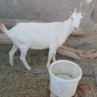بزچپش سانن