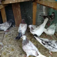 پرشی خوب با قیمت مناسب به شرط