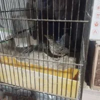 سه تا سهره|پرنده|مشگین شهر, |دیوار