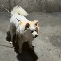 سگ سامویید ماده فروشی