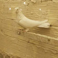 کفتر|پرنده|قم, سید معصوم|دیوار