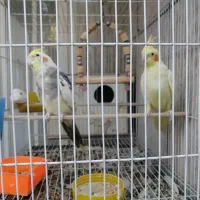 یک جفت عروس هلندی خوشگل|پرنده|مشهد, حسابی جنوبی (شهرک غرب)|دیوار