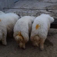 بره مهران