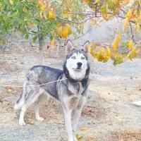 سگ هاسکی شناسنامه دار چشم یخی|سگ|مشهد, کشف|دیوار