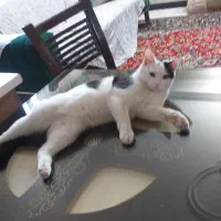 گربه نر هفت ماهه|گربه|فشم, |دیوار