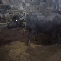 گاومیش|حیوانات مزرعه|ترکمانچای, |دیوار