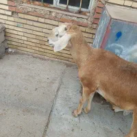 یک عدد قوچ چینی دو دندان