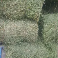 یونجه چین چهارم پر