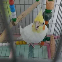 عروس هلندی|پرنده|کرمانشاه, |دیوار