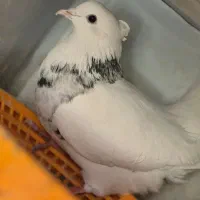 کبوتر طوقی الماسی|پرنده|شاهین‌شهر, حافظ شمالی|دیوار