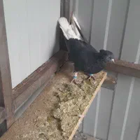 کفتر زاغ دم سفید ،کفتر پلاکی|پرنده|تهران, سعیدآباد|دیوار