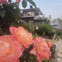 ویلای-جنگلی-اطاقور