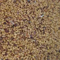 بذریونجه مغان درجه یک با تناژت بالا|خدمات باغبانی و درختکاری|قشلاق دشت, |دیوار