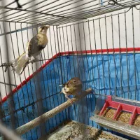 دو عدد قناری مال یک چال