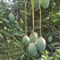 نهال انبه پیوندی گلدانی رودان برنطین|گل و گیاه طبیعی|رودان, |دیوار