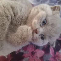 اسکاتیش ماده دوماهه کاملا بازیگوش واصیل