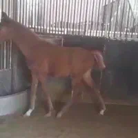 اسب مادیان دوسر با کره نریان دوسر