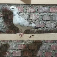 فرش یه تعداد نرو ماده|پرنده|بوکان, |دیوار