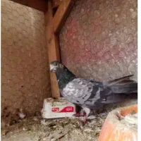 پرنده|حراج|ایذه, |دیوار