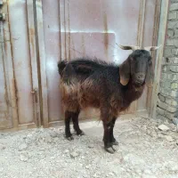 فروش یک عددبز دورگ