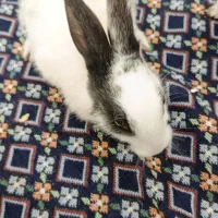 خرگوش|موش و خرگوش|اهواز, کوی رمضان|دیوار