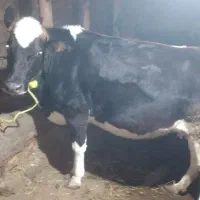 ۱۵۰۰۰۰۰۰۰|حیوانات مزرعه|مشگین شهر, |دیوار