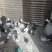 کبوتر خال پرشی عالی بدرد جوجه کشی وپروندن