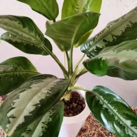 فروش انواع گلهای هیدروپونیک شده و خاکی|گل و گیاه طبیعی|نائین, |دیوار