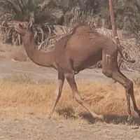 بچه شتر نه ماهه|حیوانات مزرعه|جلگه چاه هاشم, |دیوار