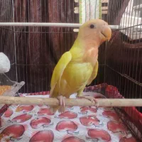 یک عدد طوطی صورت هلویی گمشده