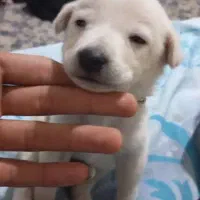 واگذاری ب کسی ک بتونع این حیوونو تو اتاق نگهدارع|سگ|کوچصفهان, |دیوار