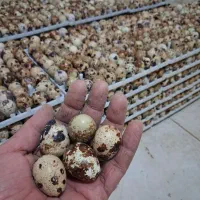 تخم بلدرچین نطفه دار