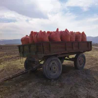 کاه لوبیا وگندم